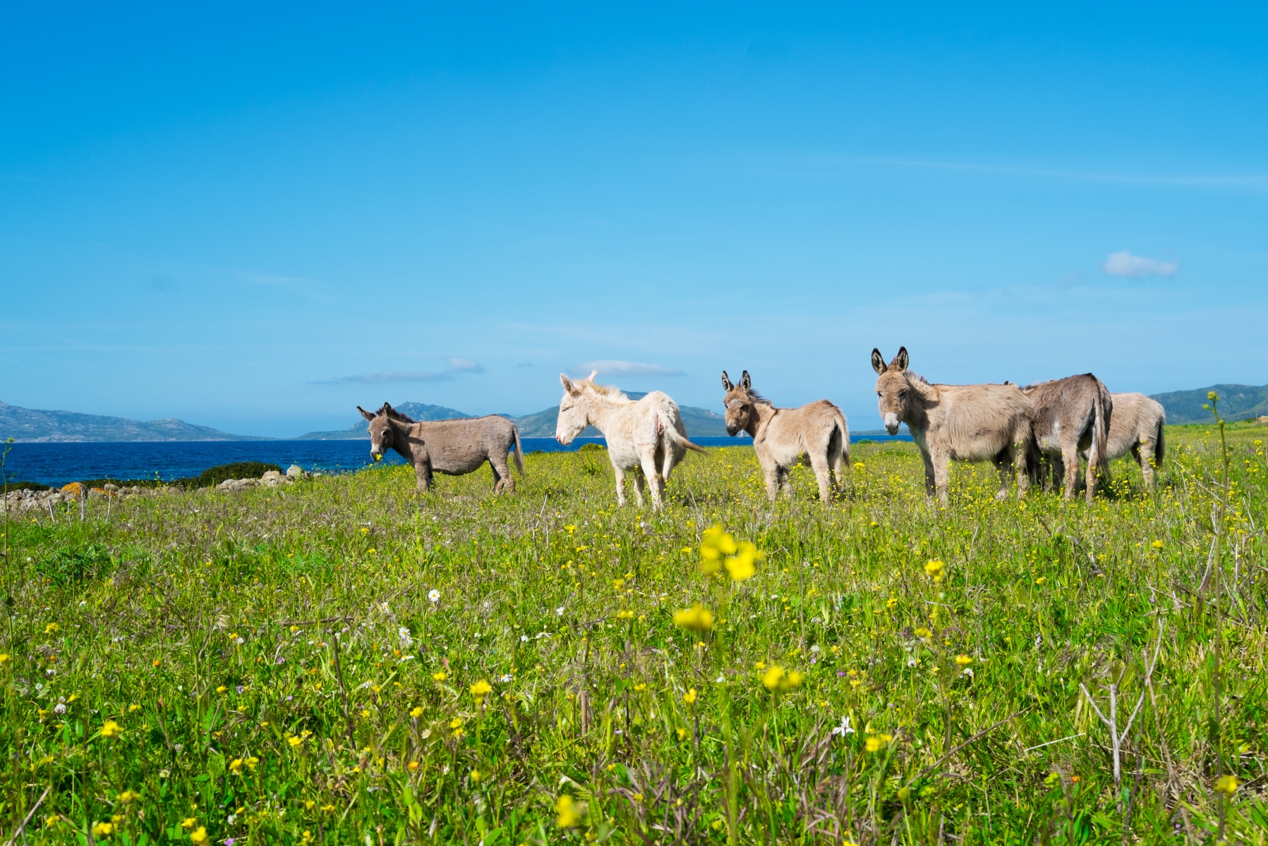 Parco Nazionale dell’Asinara